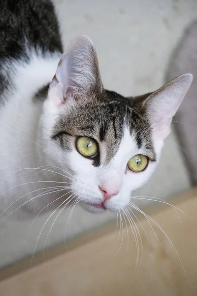 ゴージャスな目を持つ美しい猫の頭の肖像画 — ストック写真