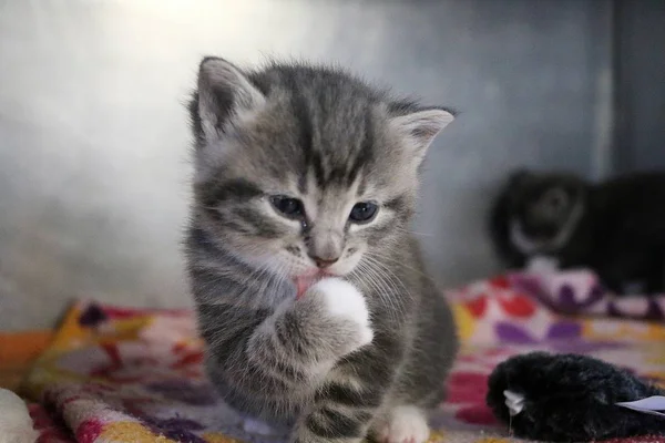 Funny Gray Kitten Washing Face Paw — Stock Photo, Image
