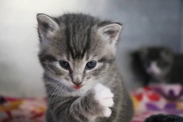 Divertido Gatito Gris Está Lavando Cara Con Pata —  Fotos de Stock