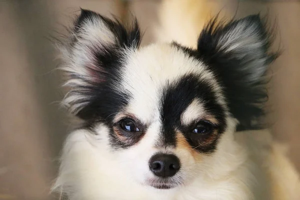 Szép Kis Chihuahua Fej Portré Közelről — Stock Fotó