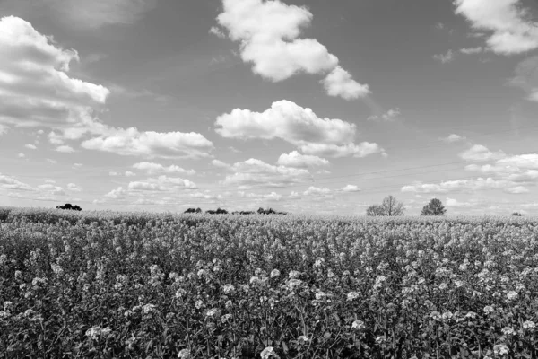 Schöne Schwarz Weiße Landschaft Mit Rapsfeld Und Kumuluswolken — Stockfoto