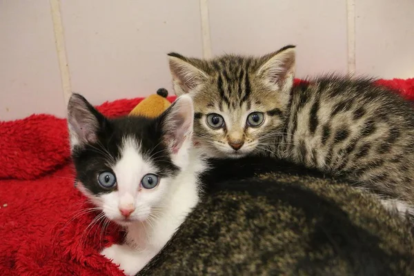Zwei Schöne Kätzchen Liegen Auf Dem Boden — Stockfoto