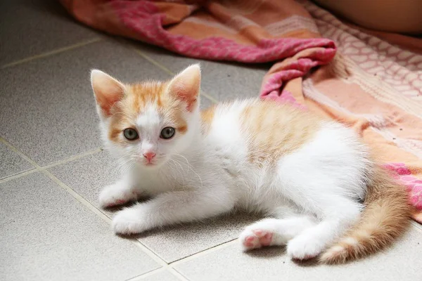 Vacker Liten Vit Och Röd Kattunge Ligger Golvet — Stockfoto