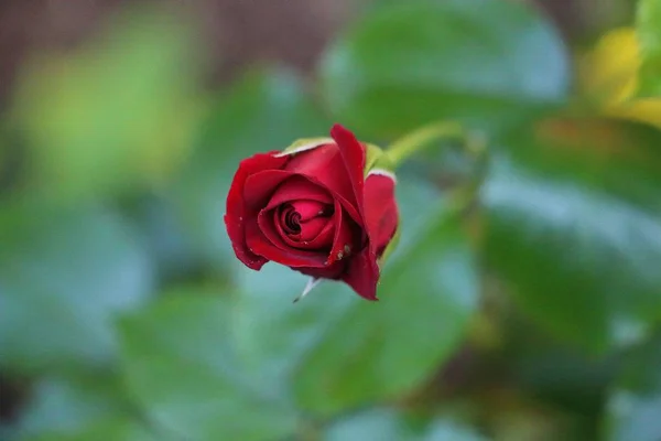 Bahçede Taze Kırmızı Bir Gül Yakın — Stok fotoğraf