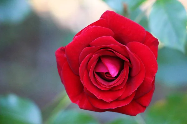 Perto Uma Rosa Vermelha Fresca Jardim — Fotografia de Stock