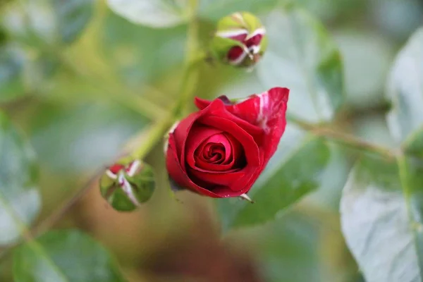 Perto Uma Rosa Vermelha Fresca Jardim — Fotografia de Stock