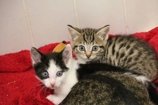 Zwei Schöne Kleine Kätzchen Mit Blauen Augen Blicken Gemeinsam Die — Stockfoto