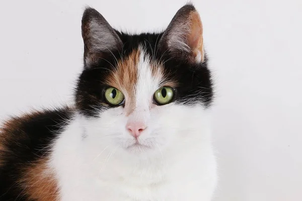Portrét Krásné Tricolored Kočka Bílých Studio — Stock fotografie