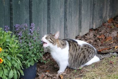 komik güzel kedi bahçede oturan ve taze catmint yiyor