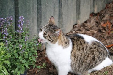 funny beautiful cat is sitting in the garden and eating fresh catmint clipart