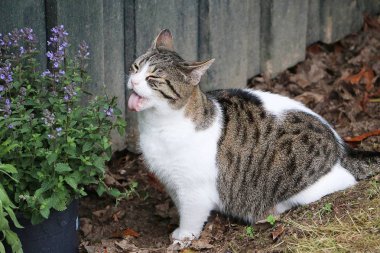 komik güzel kedi bahçede oturan ve taze catmint yiyor