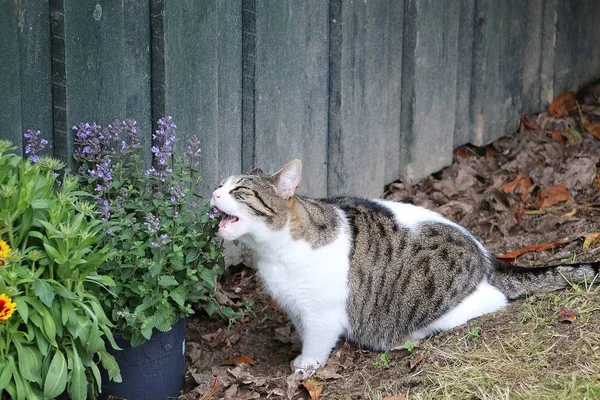 Zabawny Piękny Kot Siedzi Ogrodzie Jeść Świeże Catmint — Zdjęcie stockowe