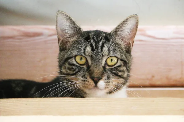 Bonito Gato Cabeça Retrato Interior — Fotografia de Stock