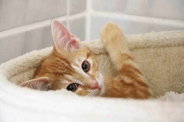 Lindo Pequeno Gatinho Vermelho Está Deitado Cama Posto Arranhões Olhando — Fotografia de Stock