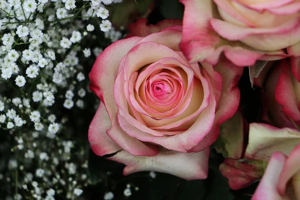 美丽多彩的玫瑰特写 — 图库照片