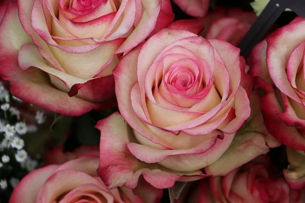 美丽多彩的玫瑰特写 — 图库照片