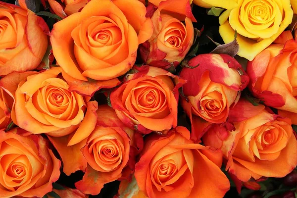 从一束美丽的五颜六色的玫瑰关闭 — 图库照片