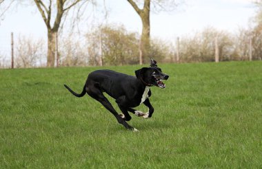 komik siyah ve beyaz büyük Dane bahçede çalışıyor