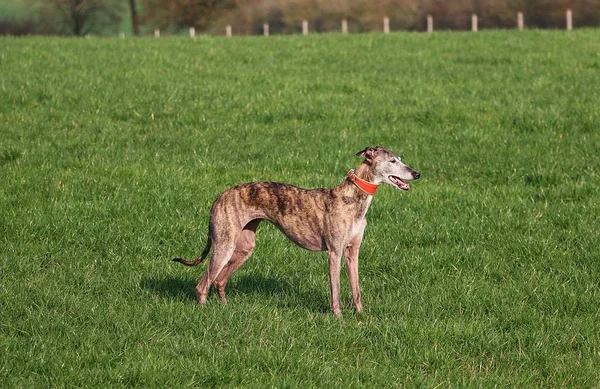 Hermoso Whippet Está Pie Parque —  Fotos de Stock