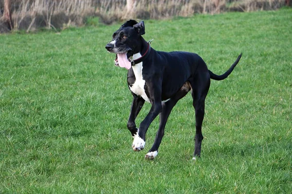 Funny Black White Great Dane Running Garden — Stock Photo, Image