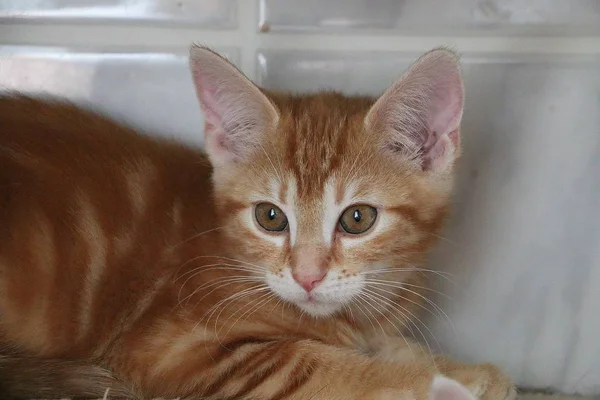 Mooie Kleine Rode Kitten Ligt Krabpaal — Stockfoto