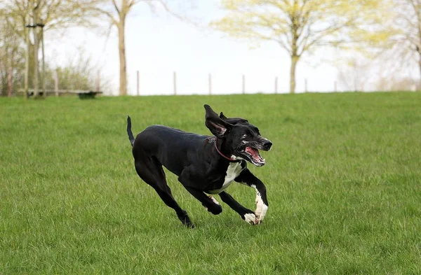 Lustige Schwarz Weiße Dogge Läuft Garten — Stockfoto