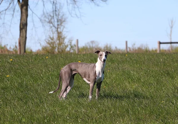 Whippet Piękne Stoi Parku — Zdjęcie stockowe