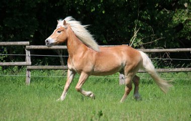 güzel haflinger atı padok üzerinde çalışıyor