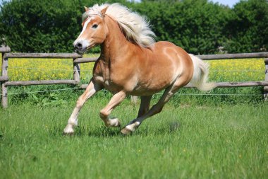 güzel haflinger atı padok üzerinde çalışıyor