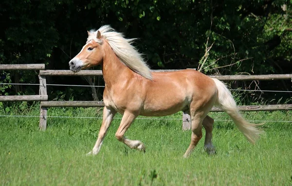 美しいハフリンガー馬がパドックで走っている — ストック写真