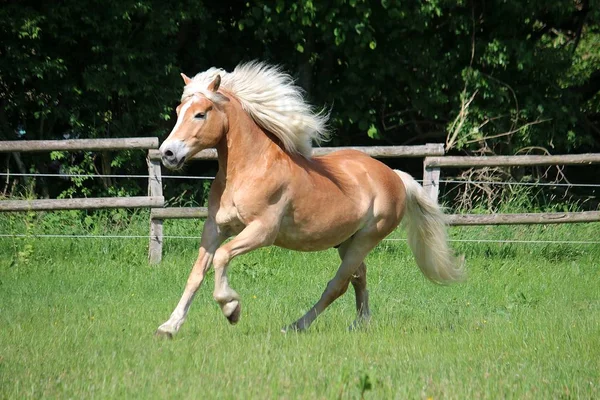 Krásnej Haflingský Kůň Běží Visiště — Stock fotografie