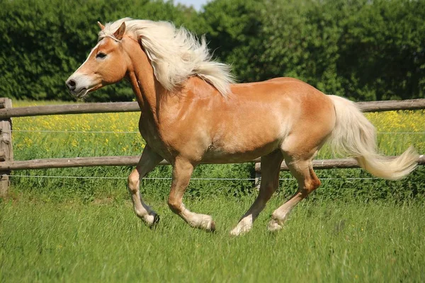 美しいハフリンガー馬がパドックで走っている — ストック写真