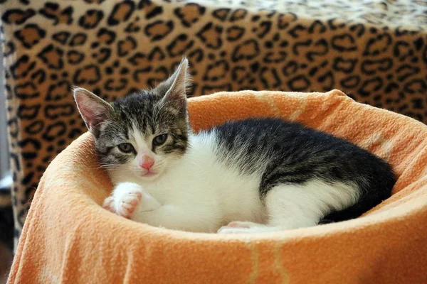 Beau Petit Chaton Est Couché Sur Poteau Gratter — Photo