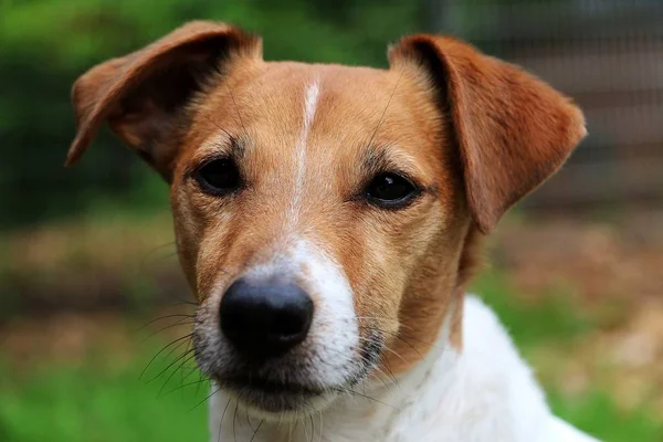 Bahçede Güzel Jack Russell Terrier Baş Portresi — Stok fotoğraf