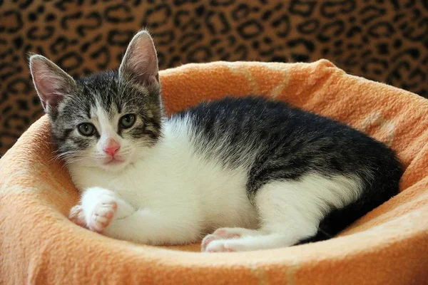 Güzel Küçük Kedi Yavrusu Tırmalama Sonrası Yatıyor — Stok fotoğraf