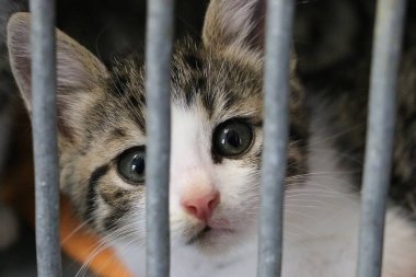 barınakta bir çit arkasında küçük bir kedi yavrusu yakın