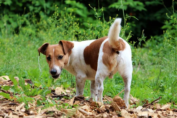 Beau Petit Jack Russel Terrier Est Debout Dans Jardin — Photo