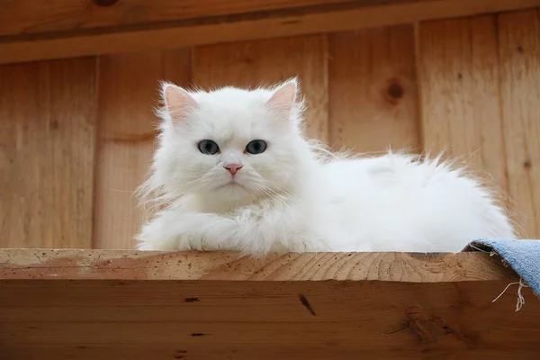 Beautiful White English Longhair Cat Lying Garden House Wooden Plank — Stock Photo, Image