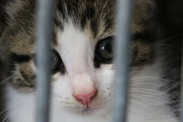 Nahaufnahme Eines Kleinen Kätzchens Hinter Einem Zaun Tierheim — Stockfoto