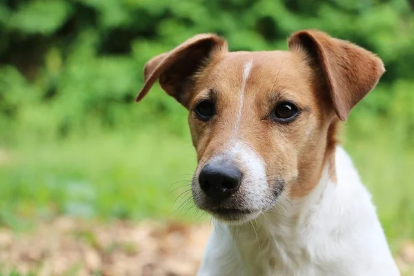 Bahçede Güzel Kahverengi Beyaz Jack Russell Terrier Kafa Portre — Stok fotoğraf