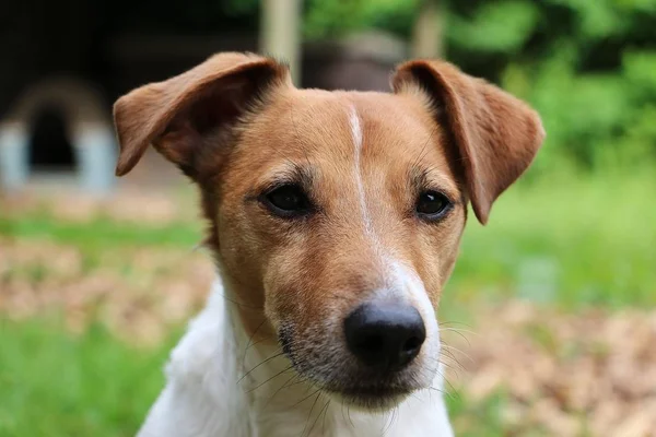 Bahçede Güzel Kahverengi Beyaz Jack Russell Terrier Kafa Portre — Stok fotoğraf