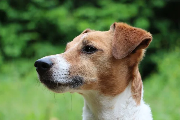 Bahçede Güzel Kahverengi Beyaz Jack Russell Terrier Kafa Portre — Stok fotoğraf