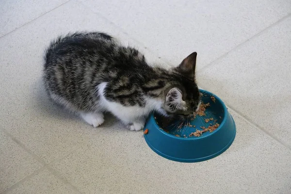 Schönes Kleines Kätzchen Sitzt Auf Dem Boden Und Isst Futter — Stockfoto