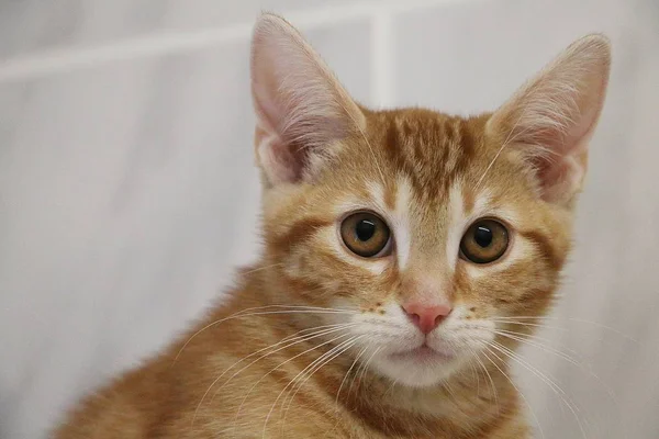 Pequeño Tímido Rojo Gatito Cabeza Retrato Interior — Foto de Stock