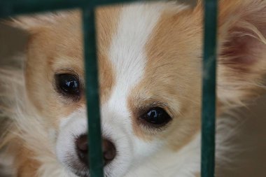 güzel küçük chihuahua barınakta çit arkasında duran ve onun yeni insanlar bekliyor