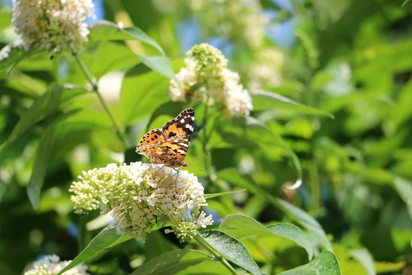 Bela Borboleta Lilás Branco Dia Ensolarado Verão — Fotografia de Stock