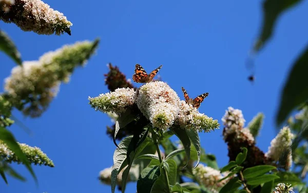 Bela Borboleta Lilás Branco Dia Ensolarado Verão — Fotografia de Stock