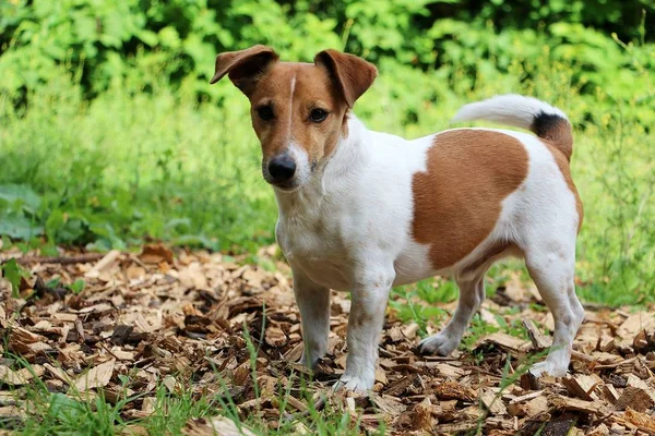 美丽的小棕色和白色的杰克鲁塞尔猎犬站在花园里 — 图库照片