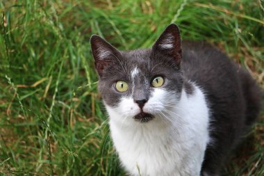 güzel gri ve beyaz kedi bahçede oturuyor ve kameraya bakıyor