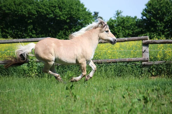 Красивая Лошадь Фьорда Бежит Загону Солнышке — стоковое фото